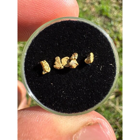 California Gold Nuggets in Display Case - 0.33 grams - Picture 6 of 8